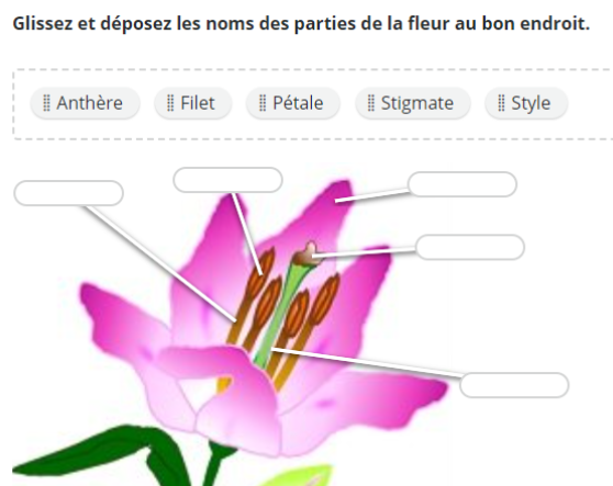 Exercice : glissez et déposez les noms des parties de la fleur au bon endroit